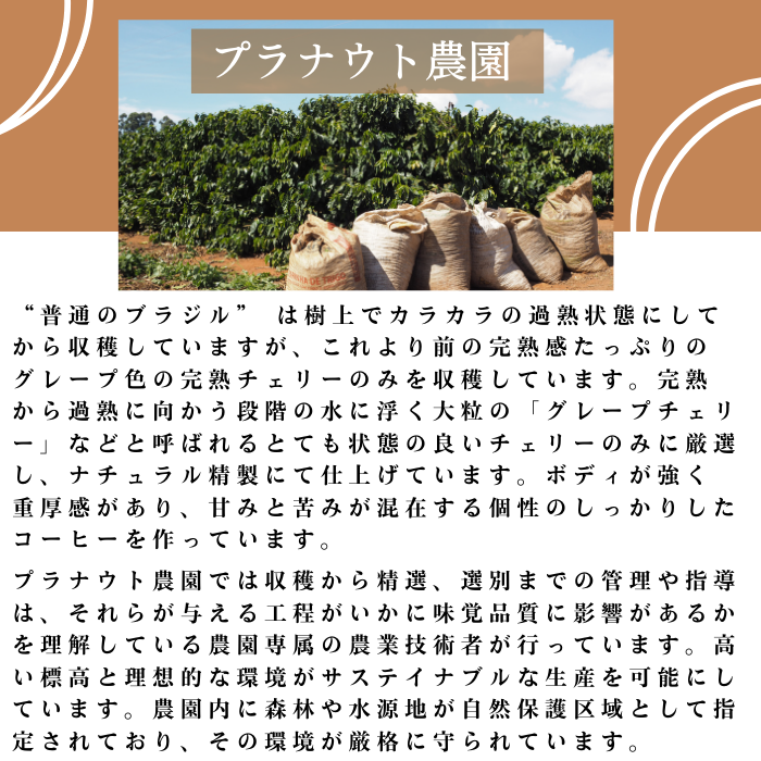 ブラジル プラナウト　200g＜フレンチロースト＞