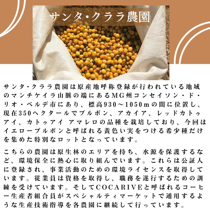 ブラジル マンチケイラ サンタ・クララ　200g＜フレンチロースト＞