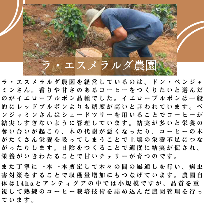 グアテマラ アンティグア　200g＜フレンチロースト＞
