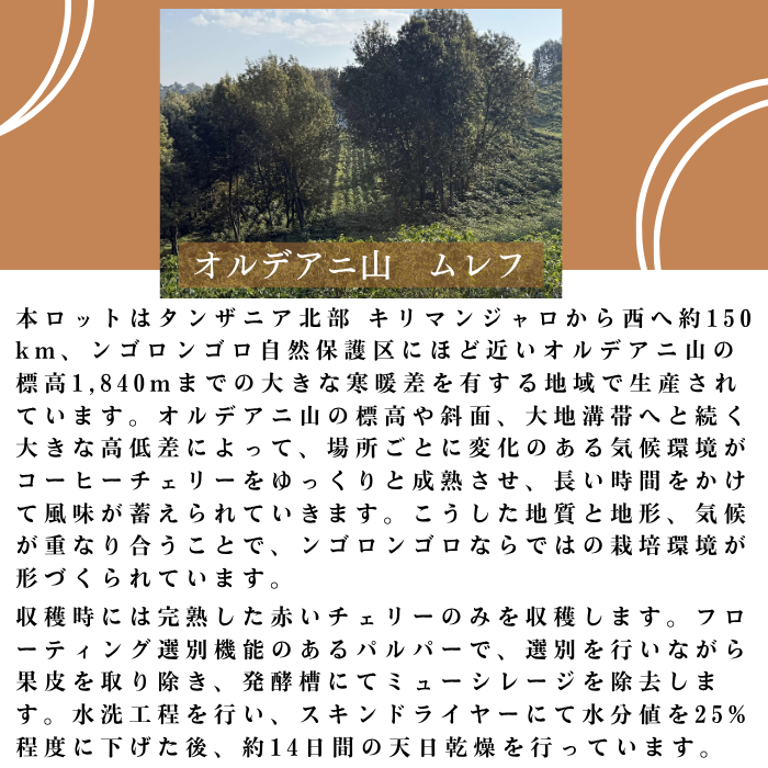 タンザニア ンゴロンゴロ　200g＜シティロースト＞