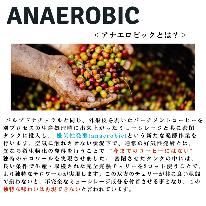 【アナエロビック ナチュラル】グアテマラ ラ・ヌエバ モンタナ 200g＜ハイロースト＞