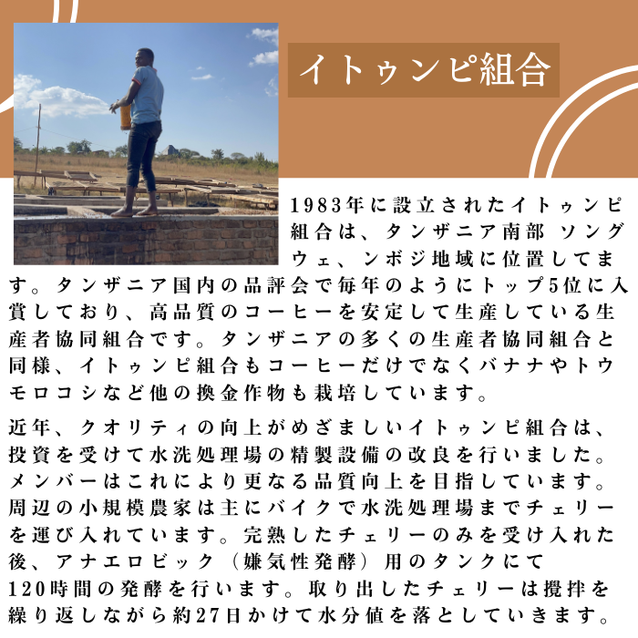 【アナエロビック ナチュラル】タンザニア イトゥンピ 200g＜ハイロースト＞