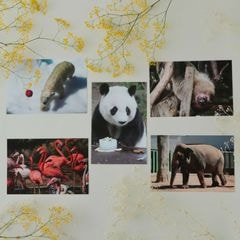 �ڲ���ưʪ�४�ꥸ�ʥ�ۥݥ��ȥ�����