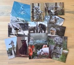 �ڲ���ưʪ�४�ꥸ�ʥ�ۥݥ��ȥ����ɡ���2��