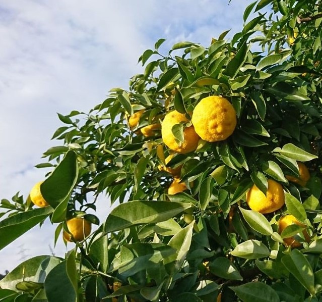 �����ɸ����٥�����Ϥηäߡ������ɤꥹ�ƥ��å����꡼��irodori kintetsu��