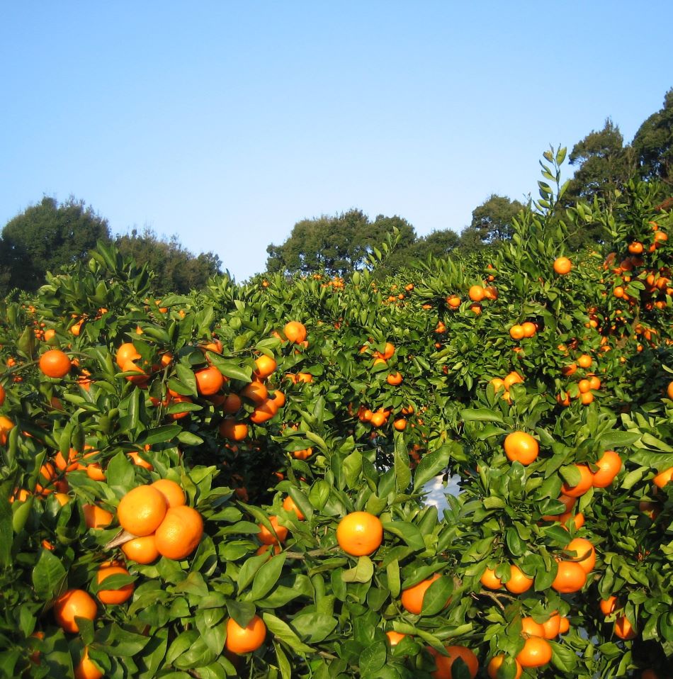 �����ɸ����٥�����Ϥηäߡ������ɤꥹ�ƥ��å����꡼��irodori kintetsu��