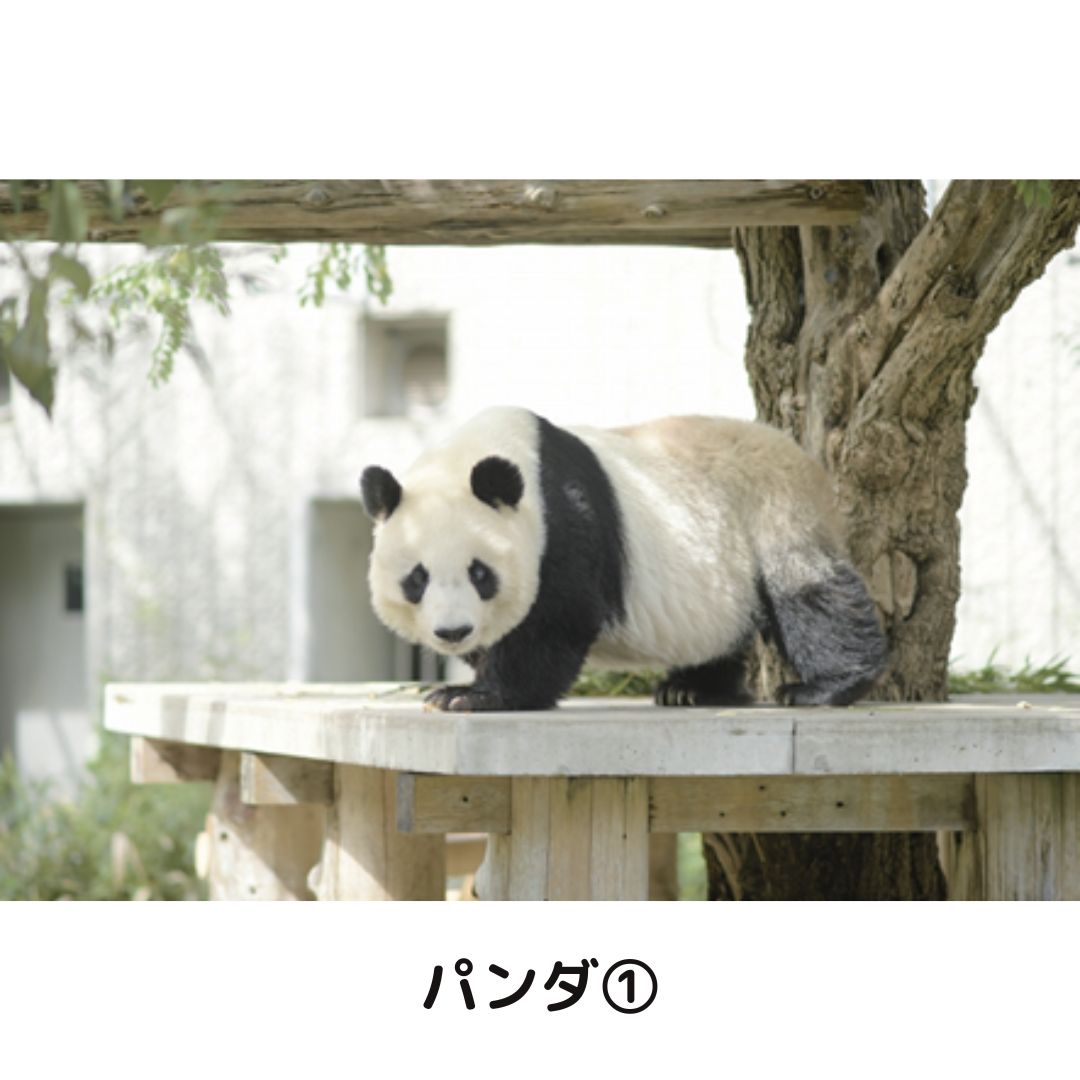 �ڲ���ưʪ�४�ꥸ�ʥ�ۥݥ��ȥ�����