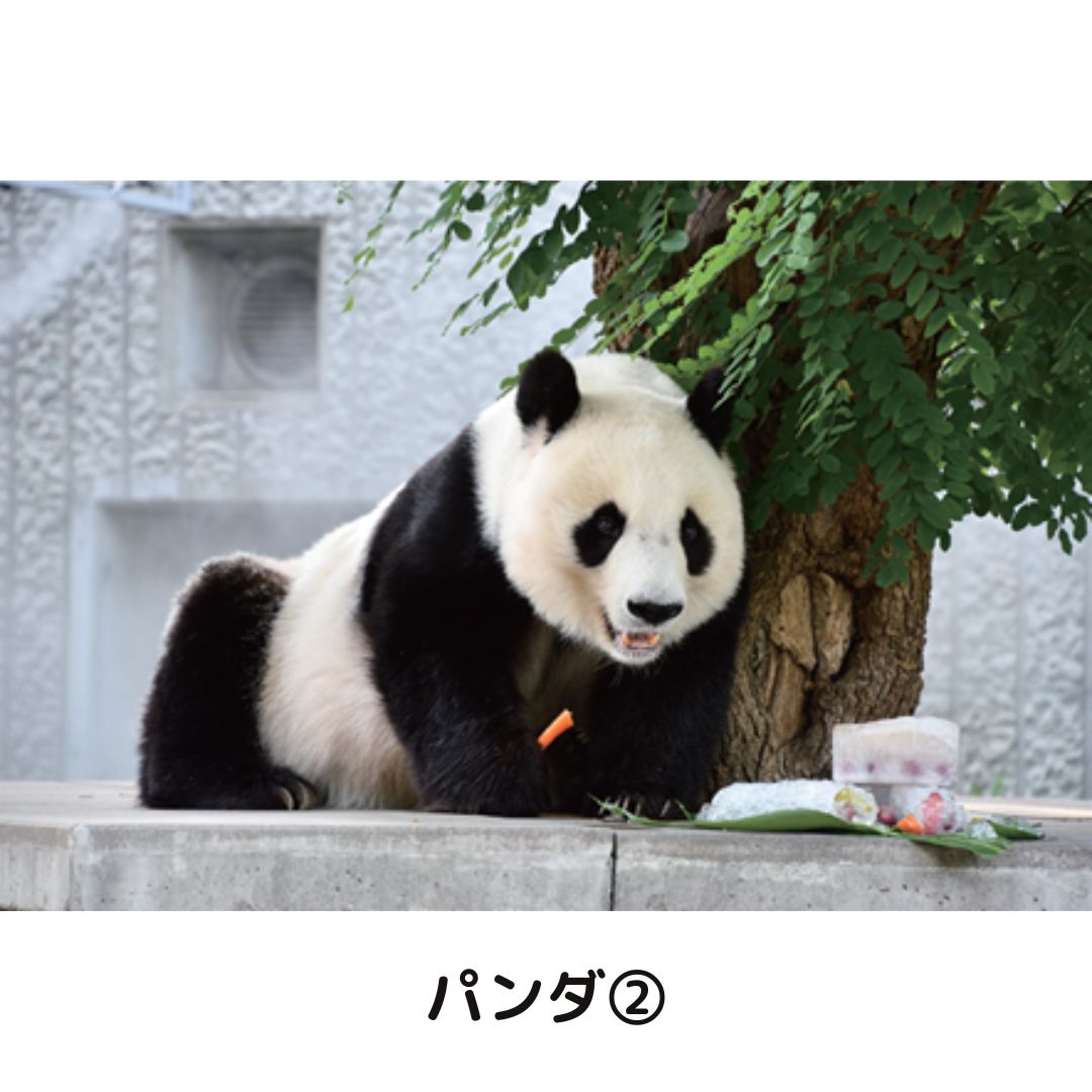 �ڲ���ưʪ�४�ꥸ�ʥ�ۥݥ��ȥ�����