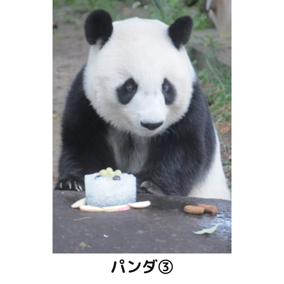 �ڲ���ưʪ�४�ꥸ�ʥ�ۥݥ��ȥ�����