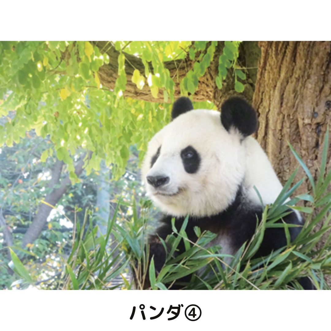 �ڲ���ưʪ�४�ꥸ�ʥ�ۥݥ��ȥ�����