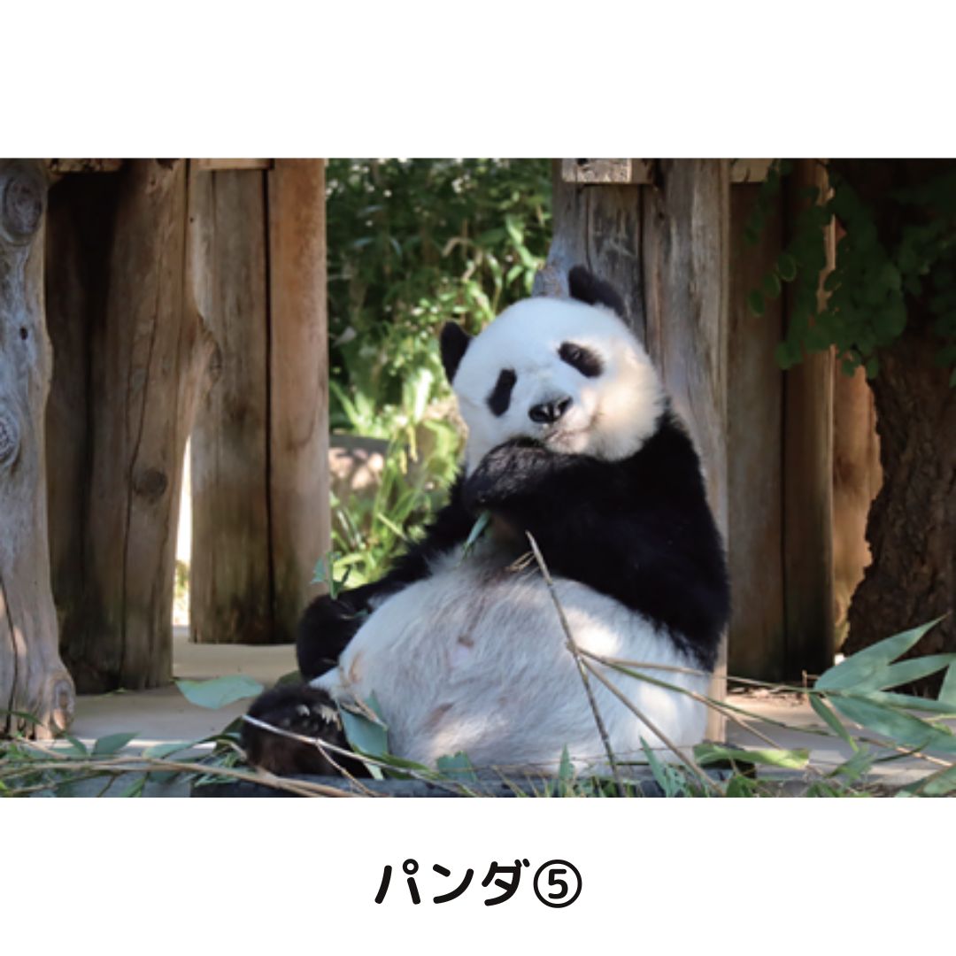 �ڲ���ưʪ�४�ꥸ�ʥ�ۥݥ��ȥ�����