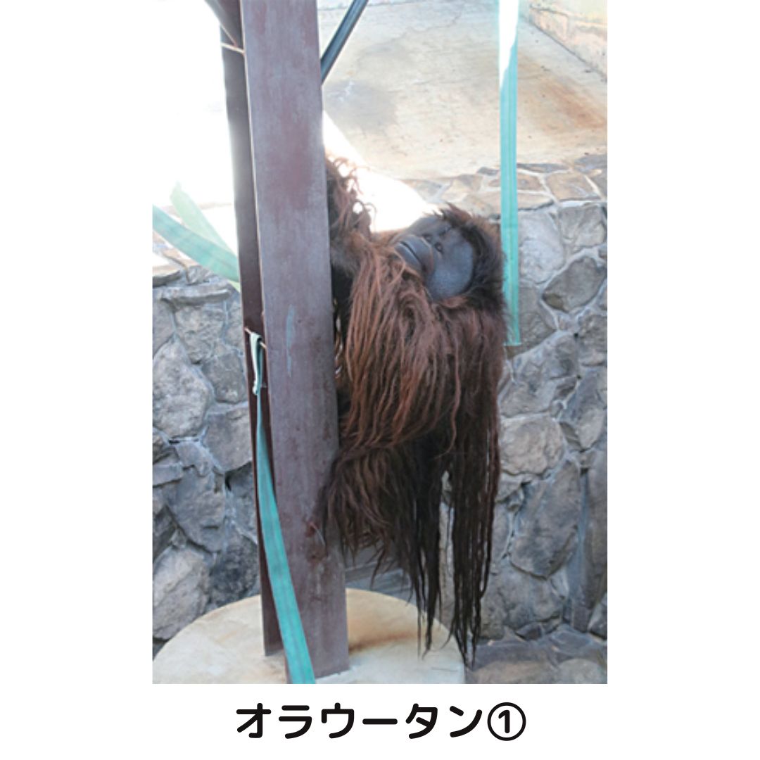 �ڲ���ưʪ�४�ꥸ�ʥ�ۥݥ��ȥ�����