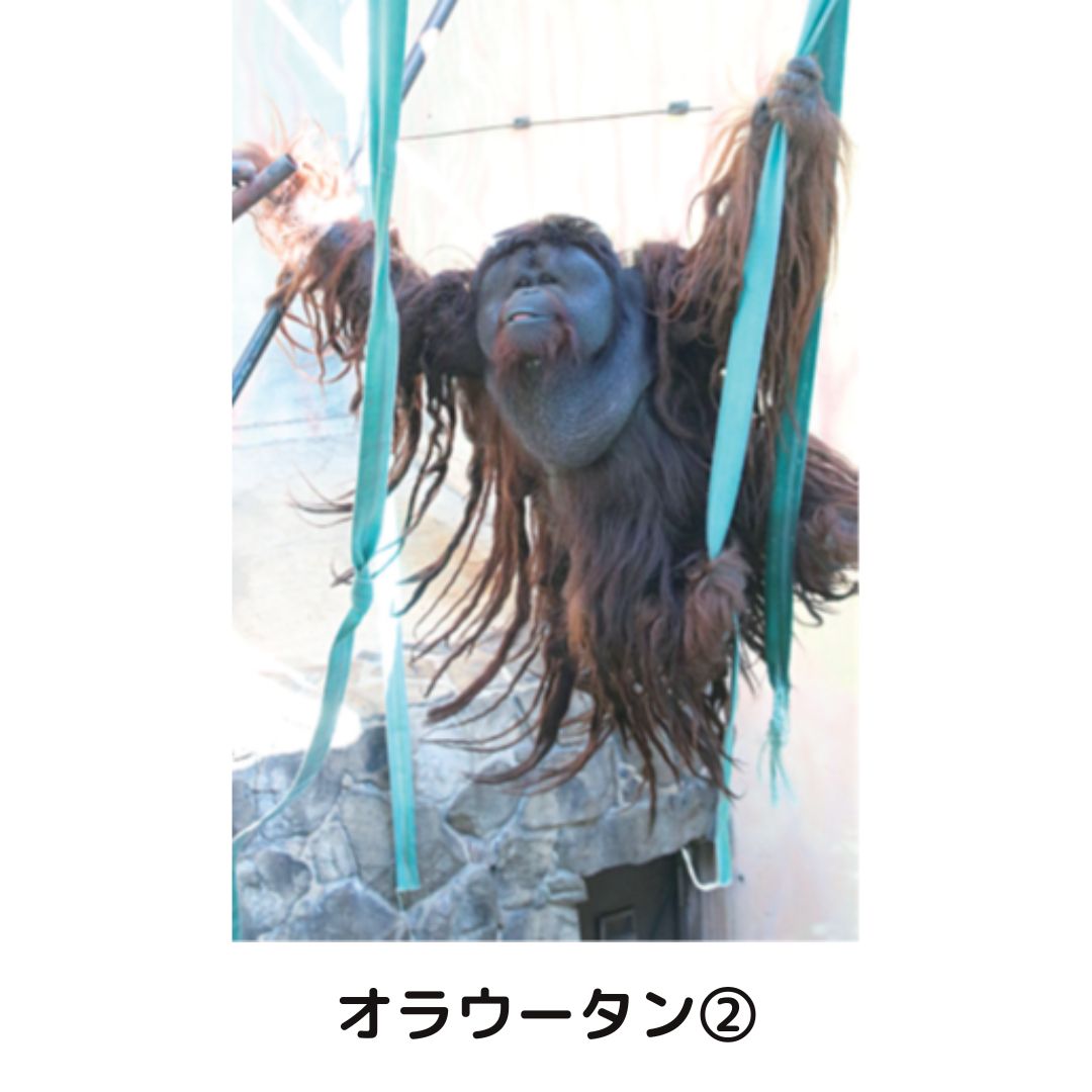 �ڲ���ưʪ�४�ꥸ�ʥ�ۥݥ��ȥ�����