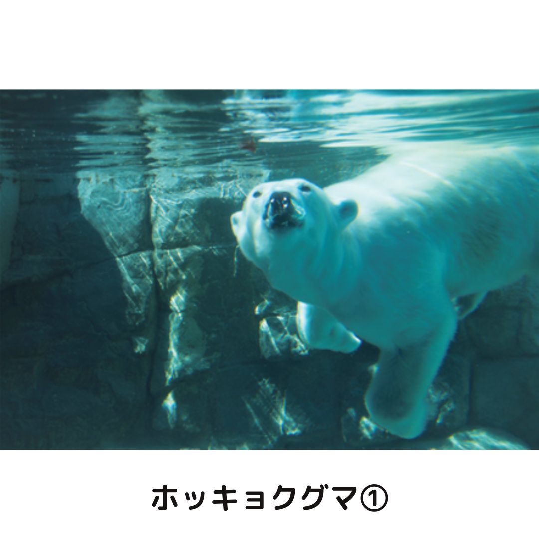 �ڲ���ưʪ�४�ꥸ�ʥ�ۥݥ��ȥ�����