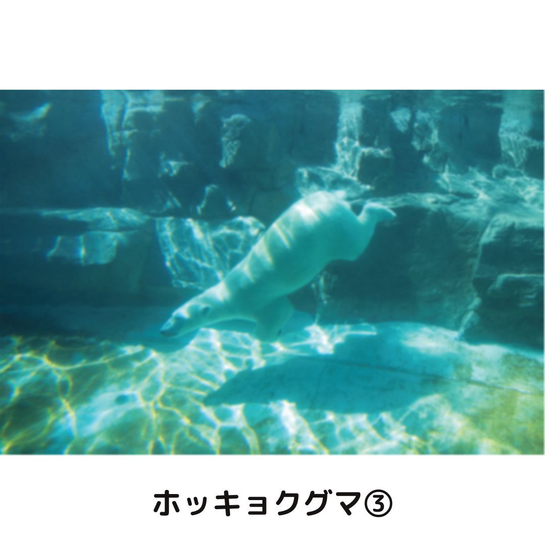 �ڲ���ưʪ�४�ꥸ�ʥ�ۥݥ��ȥ�����