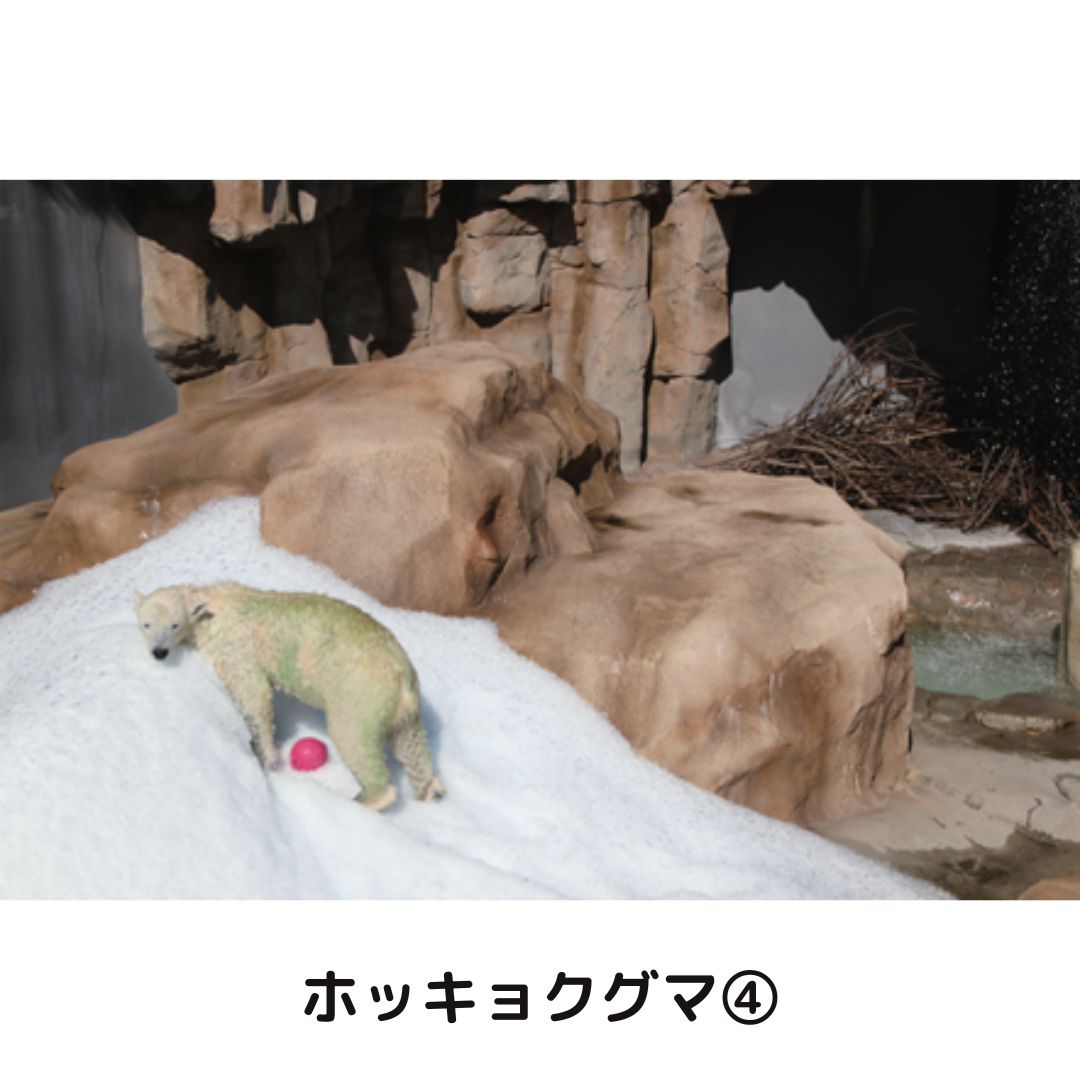 �ڲ���ưʪ�४�ꥸ�ʥ�ۥݥ��ȥ�����