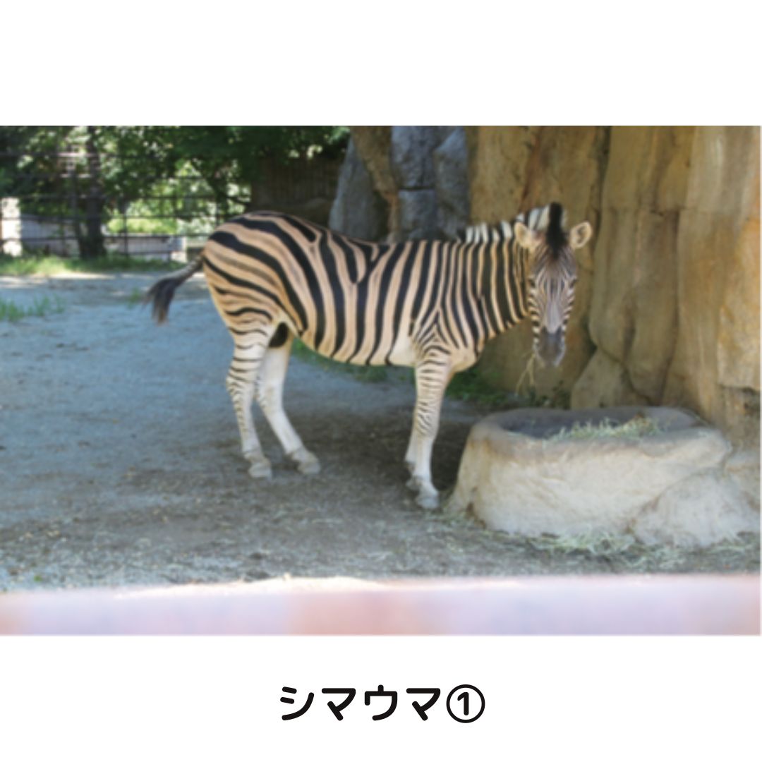 �ڲ���ưʪ�४�ꥸ�ʥ�ۥݥ��ȥ�����