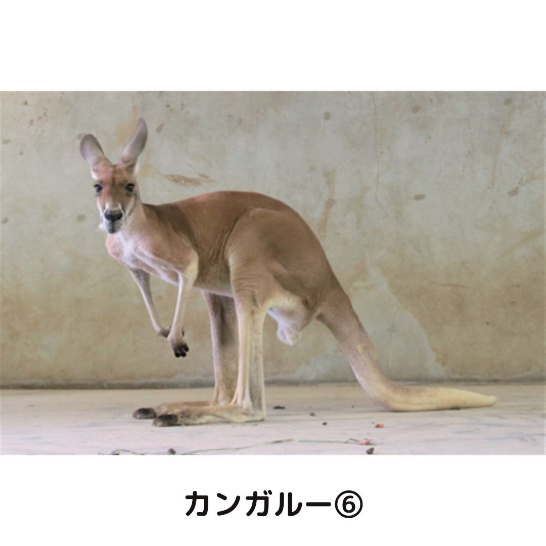 �ڲ���ưʪ�४�ꥸ�ʥ�ۥݥ��ȥ�����