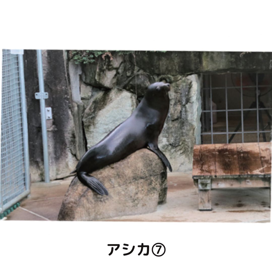 �ڲ���ưʪ�४�ꥸ�ʥ�ۥݥ��ȥ�����