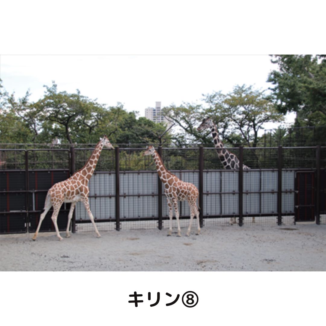 �ڲ���ưʪ�४�ꥸ�ʥ�ۥݥ��ȥ�����