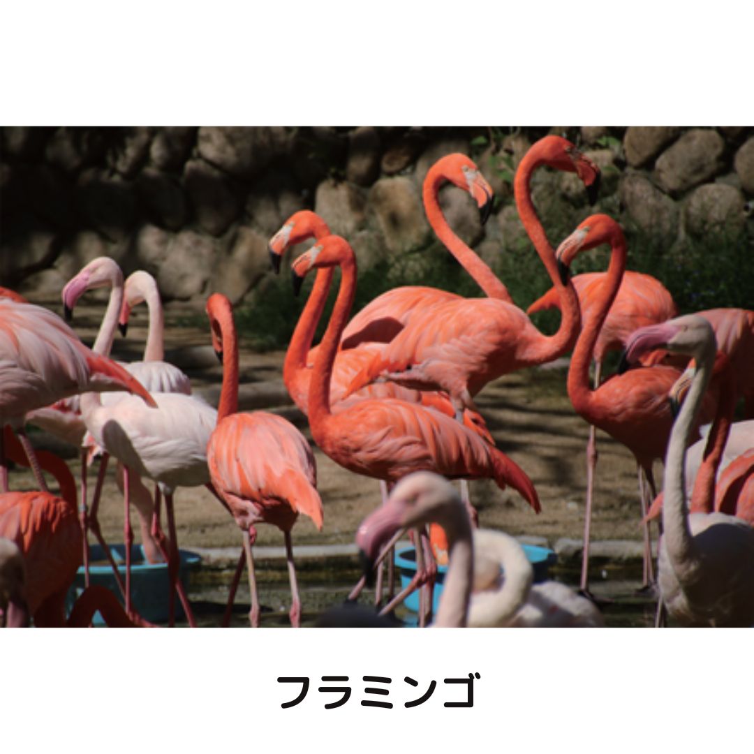 �ڲ���ưʪ�४�ꥸ�ʥ�ۥݥ��ȥ�����