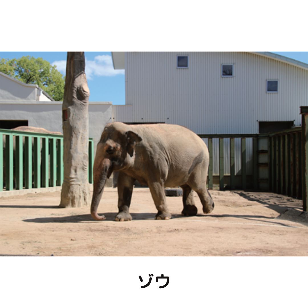 �ڲ���ưʪ�४�ꥸ�ʥ�ۥݥ��ȥ�����