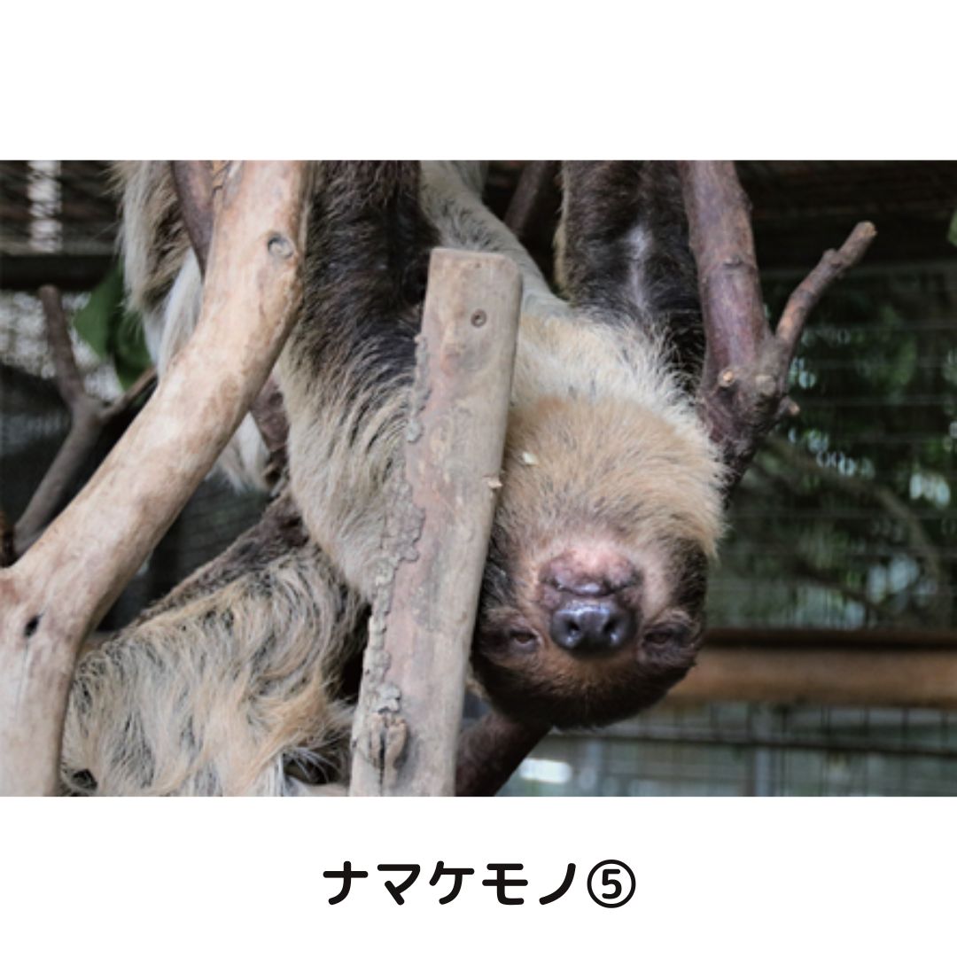 �ڲ���ưʪ�४�ꥸ�ʥ�ۥݥ��ȥ�����