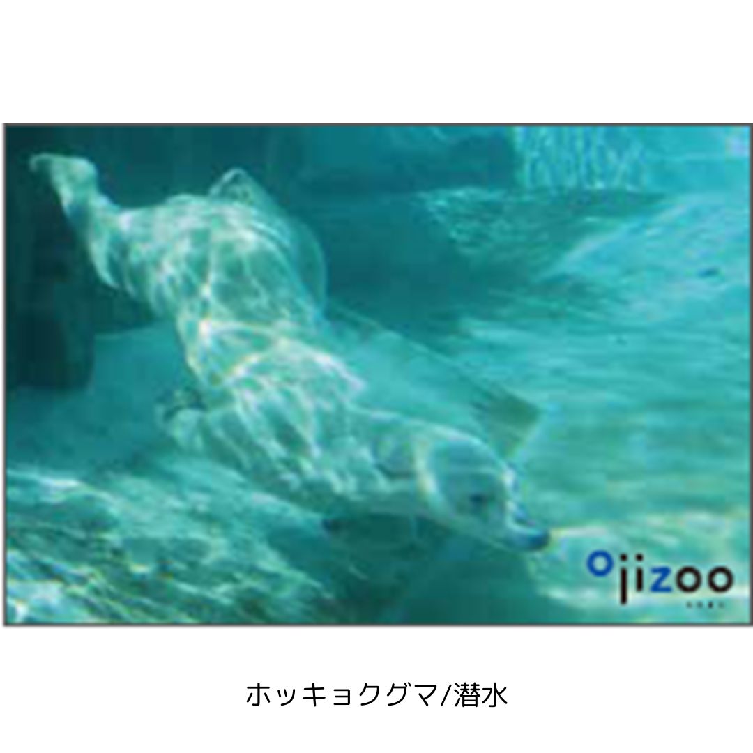 �ڲ���ưʪ�४�ꥸ�ʥ�۳ѥޥ��ͥå�
