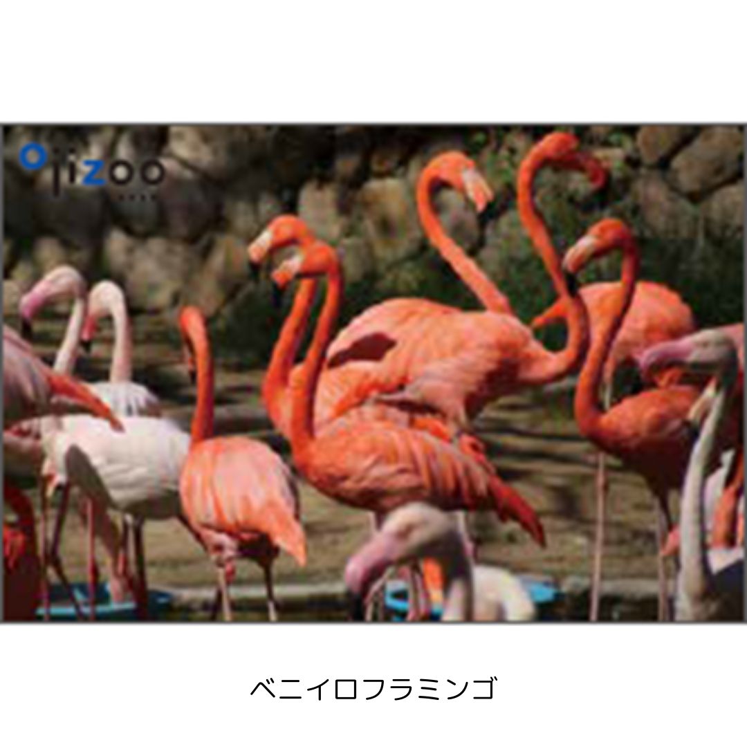 �ڲ���ưʪ�४�ꥸ�ʥ�۳ѥޥ��ͥå�