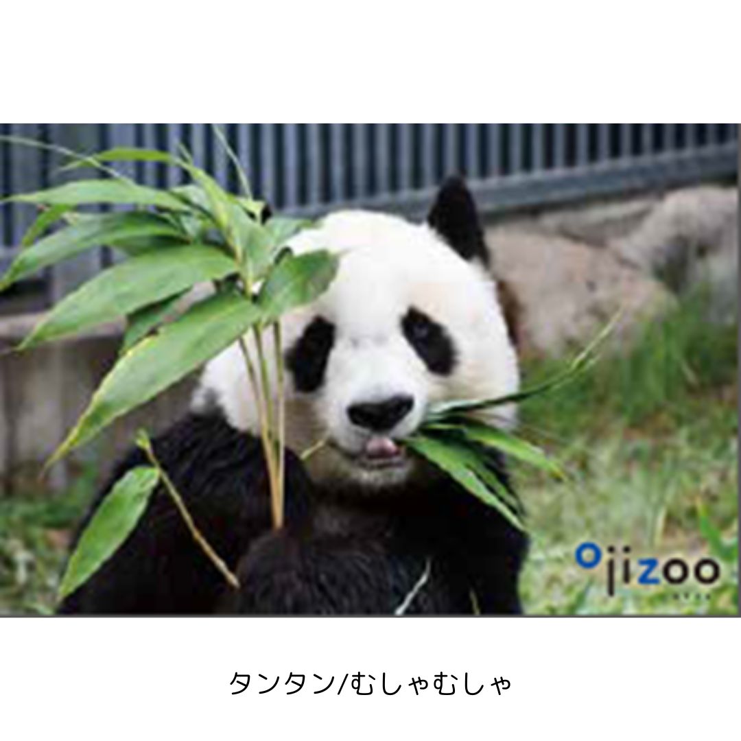 �ڲ���ưʪ�४�ꥸ�ʥ�۳ѥޥ��ͥå�