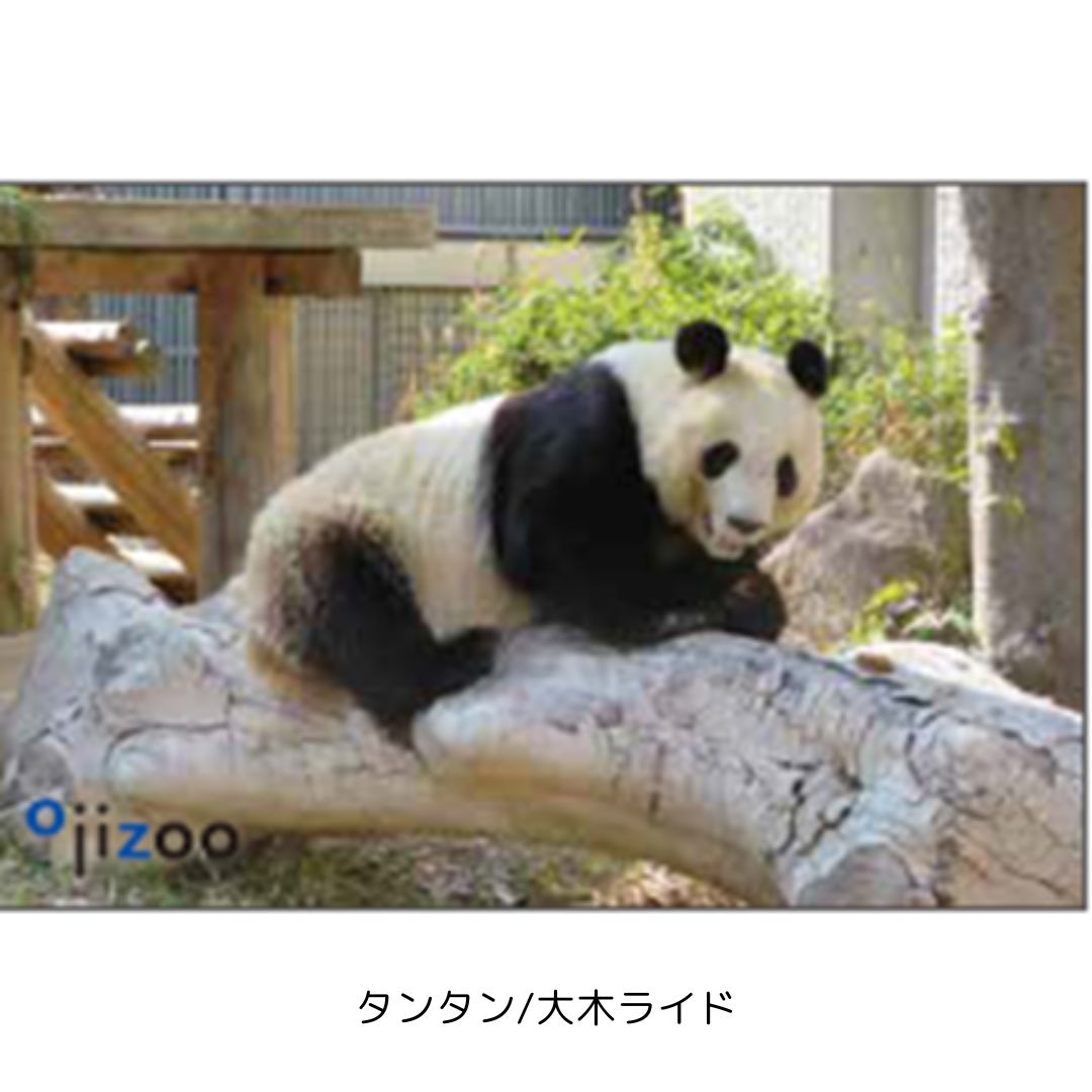 �ڲ���ưʪ�४�ꥸ�ʥ�۳ѥޥ��ͥå�