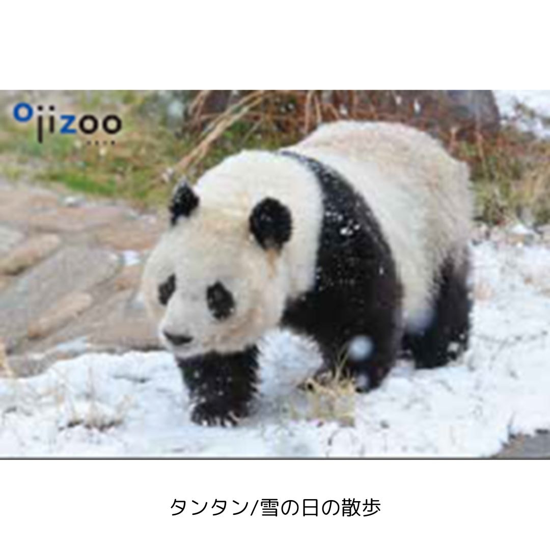 �ڲ���ưʪ�४�ꥸ�ʥ�۳ѥޥ��ͥå�