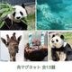 �ڲ���ưʪ�४�ꥸ�ʥ�۳ѥޥ��ͥå�
