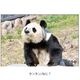 �ڲ���ưʪ�४�ꥸ�ʥ�۳ѥޥ��ͥå�