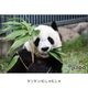 �ڲ���ưʪ�४�ꥸ�ʥ�۳ѥޥ��ͥå�