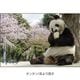 �ڲ���ưʪ�४�ꥸ�ʥ�۳ѥޥ��ͥå�