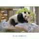 �ڲ���ưʪ�४�ꥸ�ʥ�۳ѥޥ��ͥå�