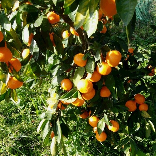 ���Ĳ̼�����Ǻ��̣�襤���ߤ���Υ�����irodori kintetsu��