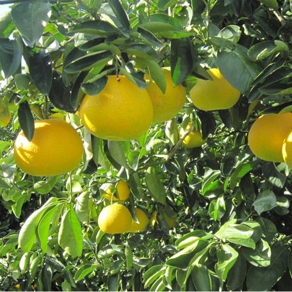 ���Ĳ̼���ܴŤ������ᡡȬ��Υ�����irodori kintetsu��