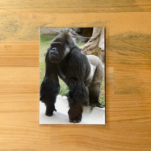 �ڲ���ưʪ�४�ꥸ�ʥ��75��ǯ��ǰ �ݥ��ȥ�����