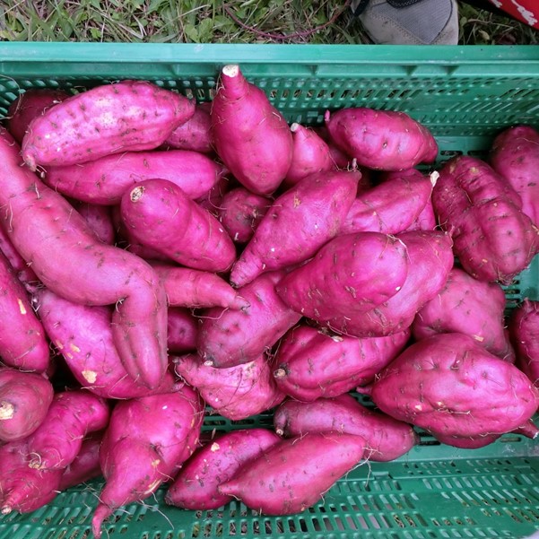 ���������ߡ϶���ICT����󡦶��������⥸���顼�ȵ͹礻��8�������