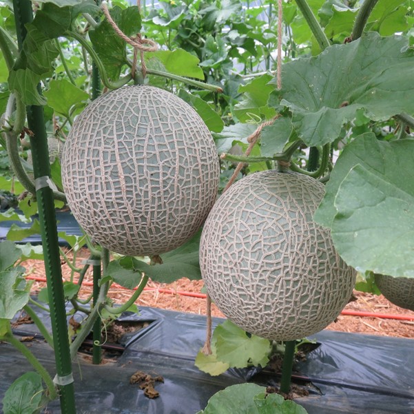 ���������ߡ϶���ICT����󡦶��������⥸���顼�ȵ͹礻��8�������