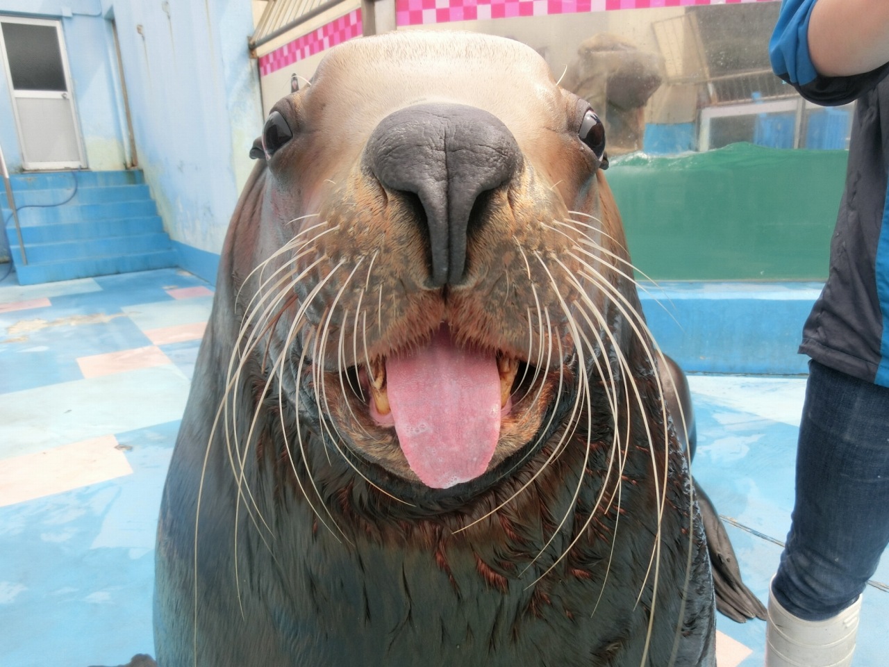 ���������ѥ��������ǯ�֥ѥ��ݡ��ȡ�(�������)