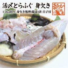 白子付　とらふぐ身欠き　1.2キロ以上　身欠処理（除毒）済 （身欠処理後約800g）|新鮮さが自慢の鮮魚