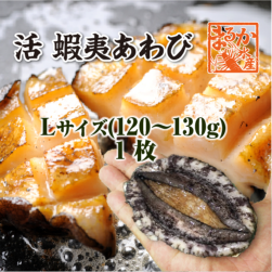 活 蝦夷あわび 120～130g Lサイズ[あわび]（入数:1枚）