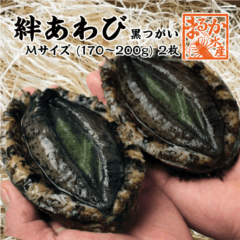 絆あわび 天然黒あわびのつがいセット）Mサイズ 170〜200g　2枚 ★[あわび]|絆あわび|あわび