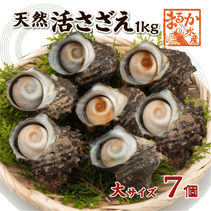 天然活 さざえ 大サイズ 1kg 7個 140～180g [さざえ]
