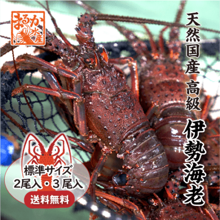 高級 天然 伊勢海老 三重県産 大きめサイズ 3尾入 1.0kg ☆ [活伊勢