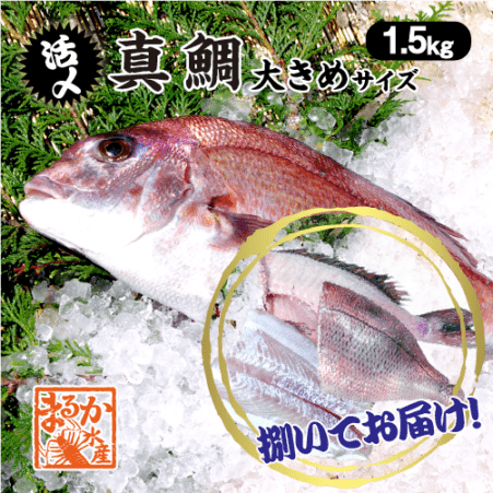 活〆 真鯛 捌いてお届け！  大きめサイズ 1尾 1.5kg　[魚介類]