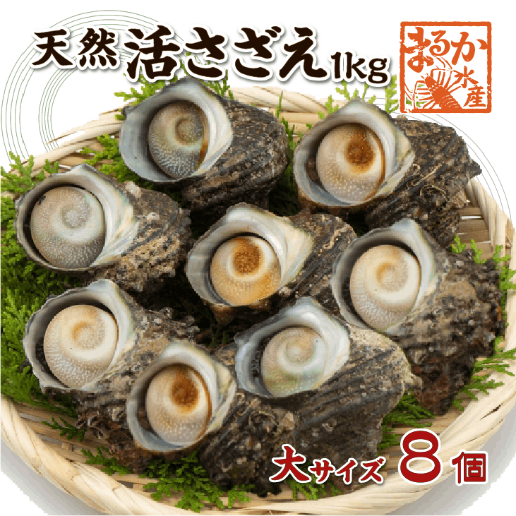 天然活 さざえ 大サイズ 1kg 8個 120～150g [さざえ]